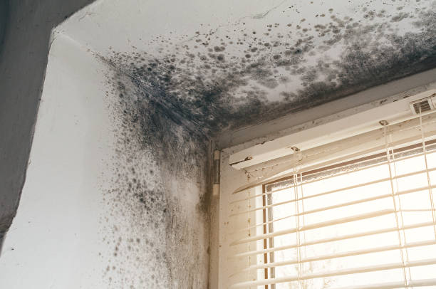 Affordable Mold Removal solutions in Damascus, MD
