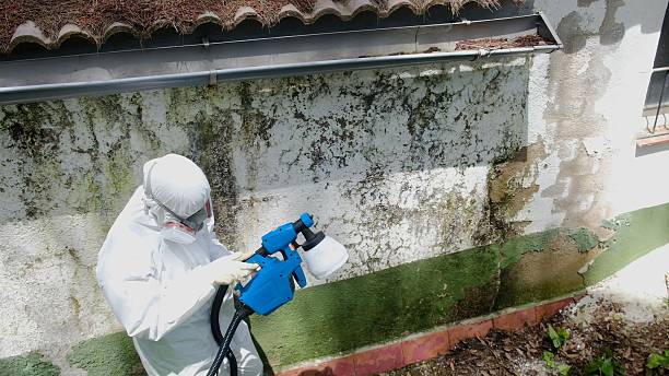 Top rated local Mold Removal specialists in Damascus, MD
